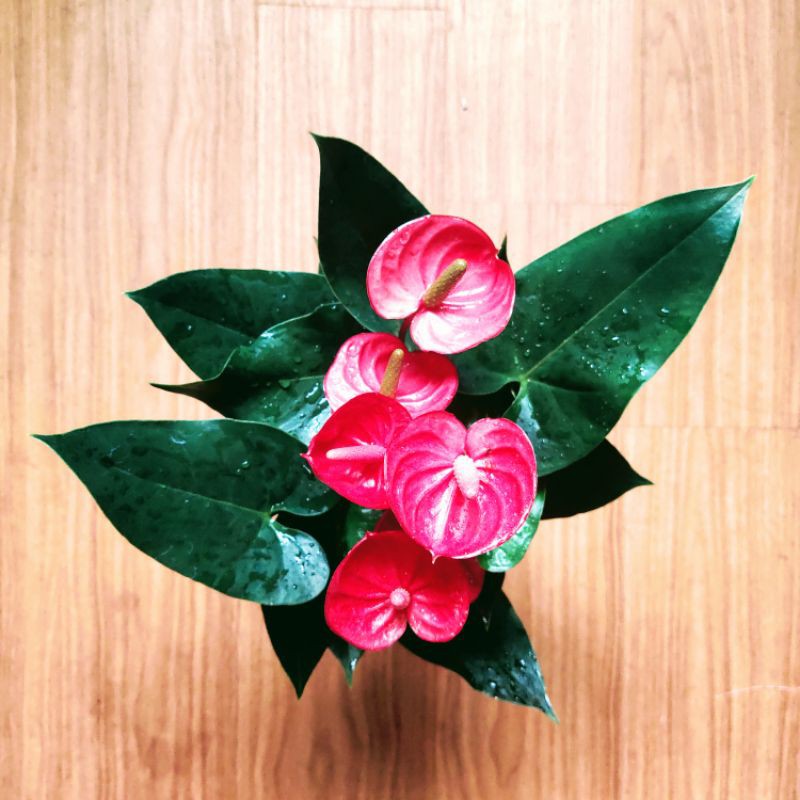 Cây Hồng Môn đỏ