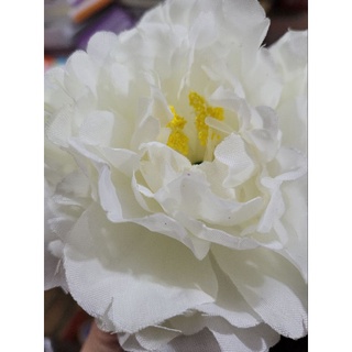 Hoa mẫu đơn các màu