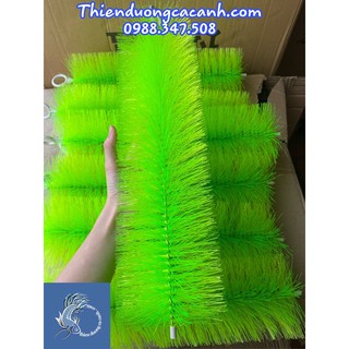 1 Cây Chổi Lọc Mountain Tree 40cm