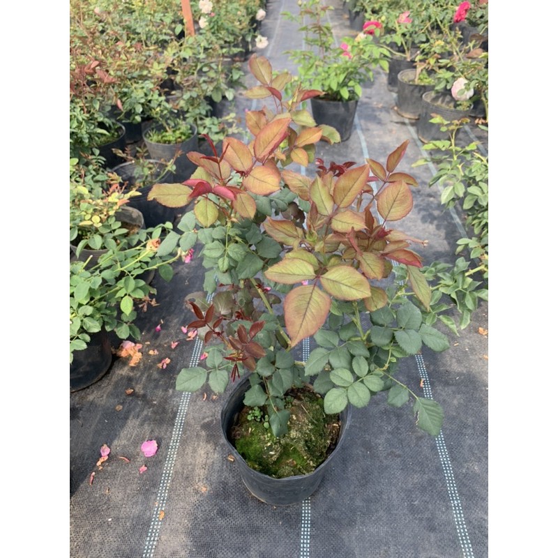 Cây hoa hồng bụi Color Shell viền hồng, cây nguyên chậu cao 50-60cm. thienan22916