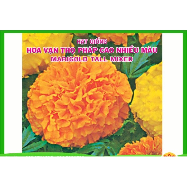 HẠT GIỐNG HOA VẠN THỌ PHÁP LÙN F1 NHIỀU MÀU 0.1gr