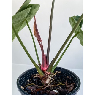 Cây Anthurium Crystallinum