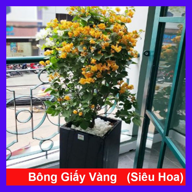 Cây Bông Giấy Vàng - cây cảnh sân vườn + tặng phân bón cho cây