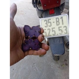 gừng đen đậm (1kg)