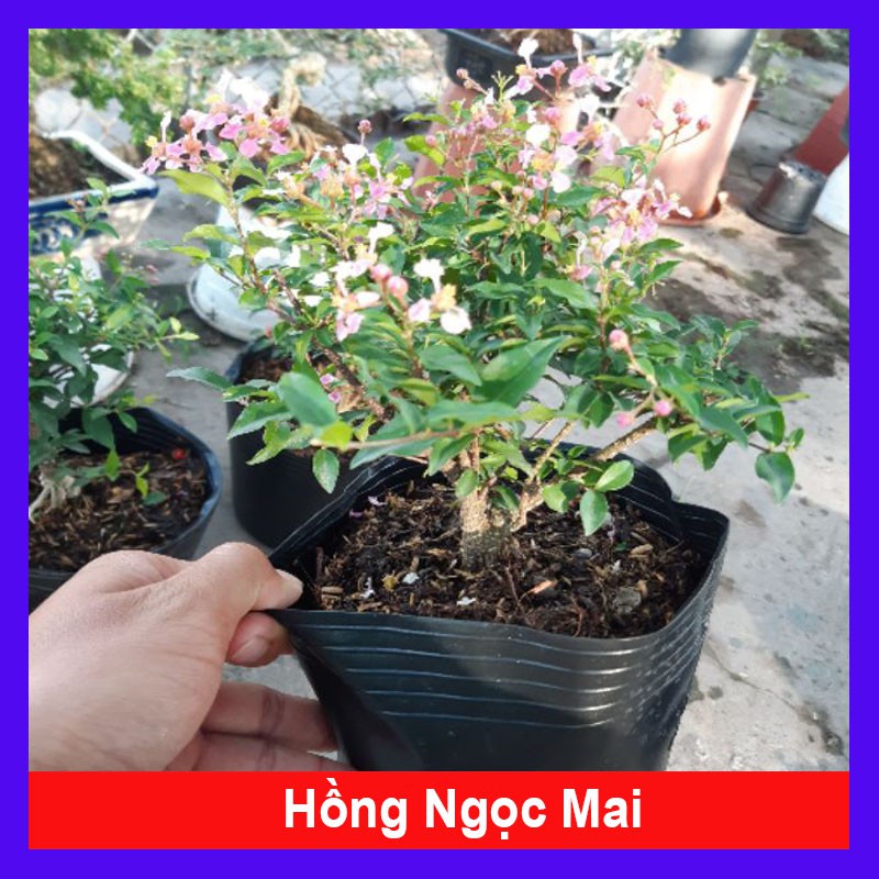 Cây Hồng Ngọc Mai - Sơ ri kiểng + Tặng phân bón cho cây mau lớn