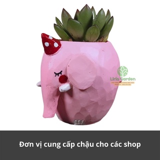 [ Quà Tặng Kèm ] chậu cây voi hồng