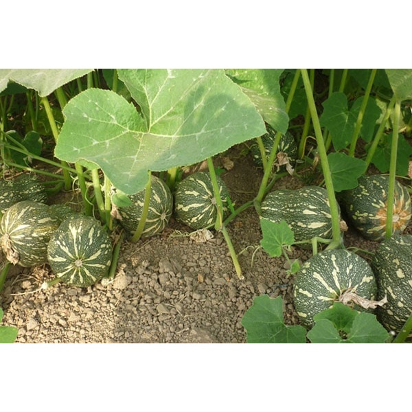 Hạt_Giống_Bí_Ngô_Đỏ 15 hạt ( tặng kèm kích mầm và phân bón )