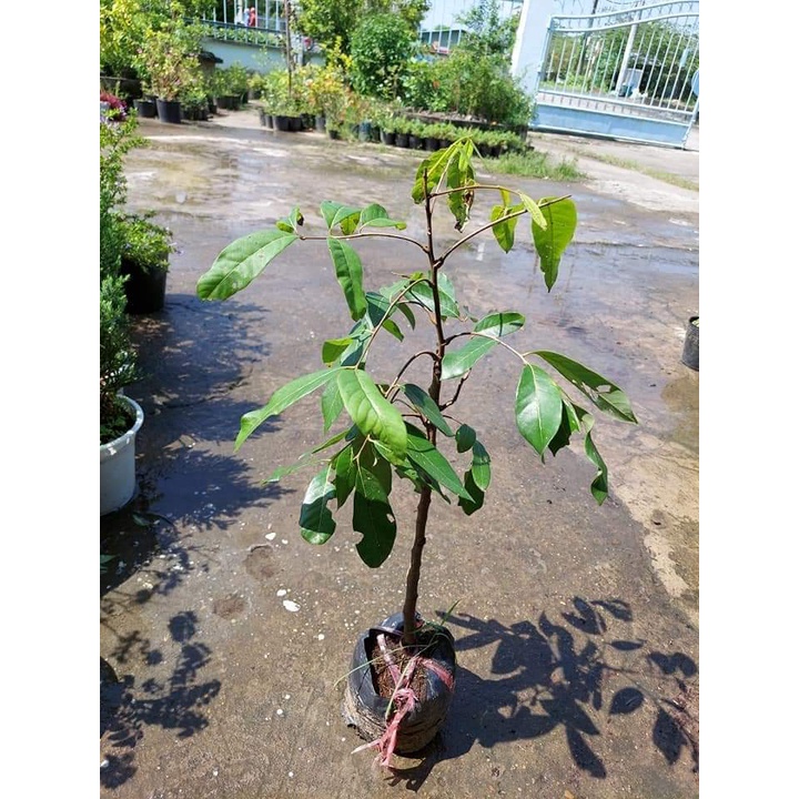 Cây Giống Nhãn Tiêu Siêu Sai Siêu sớm Trái