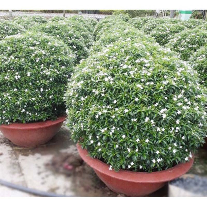 Mai vạn phúc.gửi cây hình 2