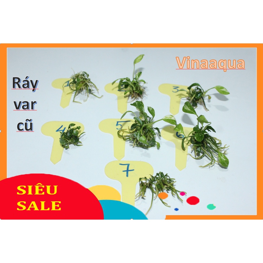 Cây thủy sinh nana-ráy var cũ 1 Cây chọn ngẫu nhiên( nuôi cấy mô ) VinaAqua_ cho hồ thủy sinh.