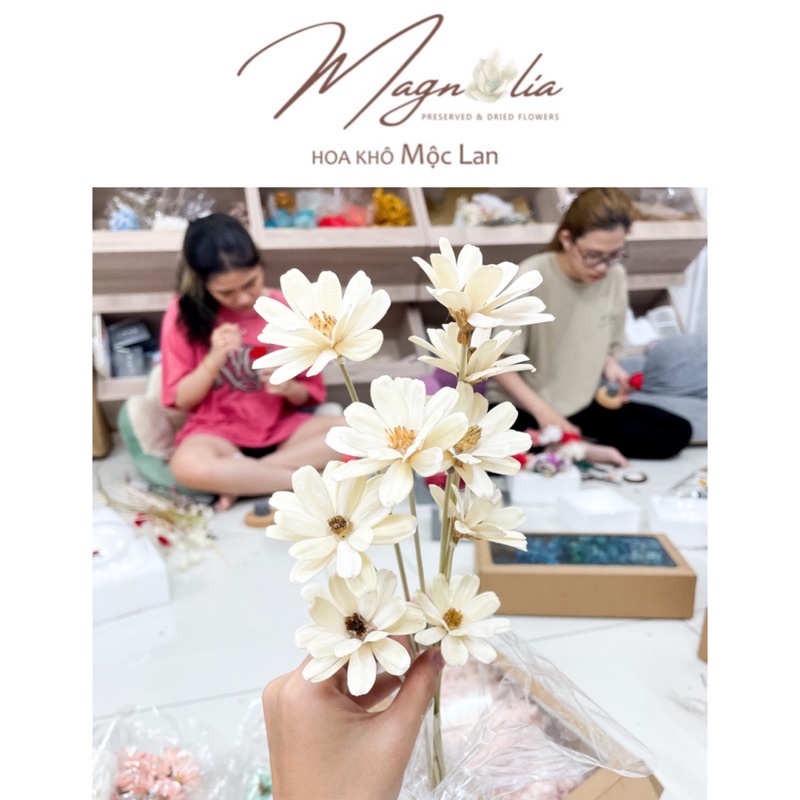 Hoa khô handmade Cúc Hoạ Mi khô phụ kiện cắm hoa phong cách Bắc Âu vintage