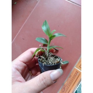 Hoa phong lan phi điệp lộc bắc gieo hạt