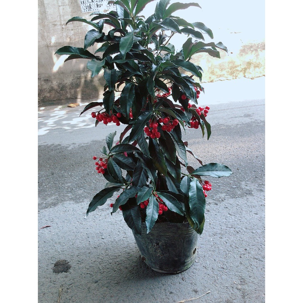 Cây Kim Ngân Lượng