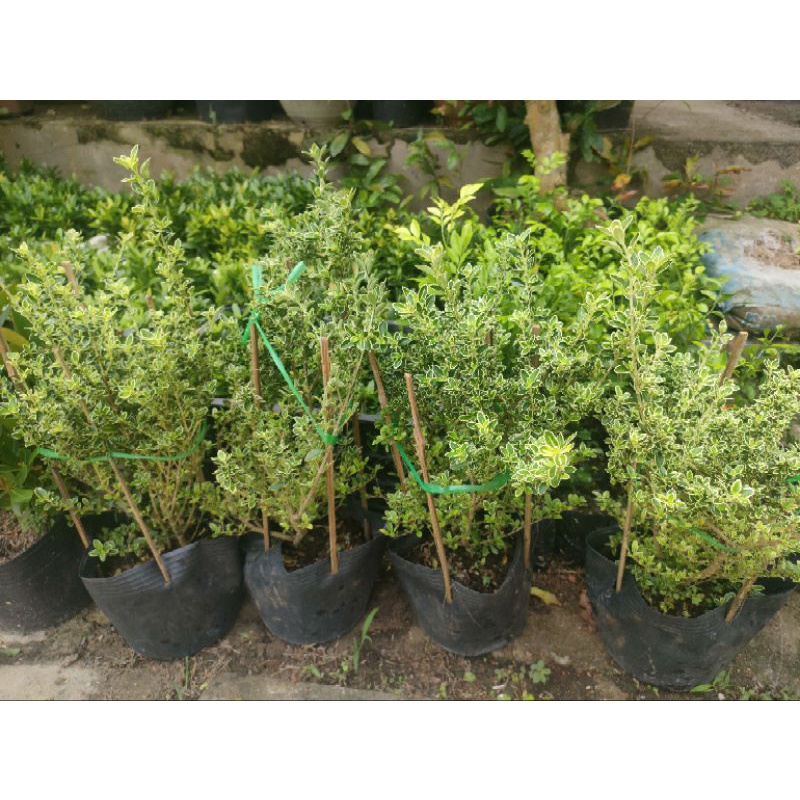 Cây Bạch tuyết mai