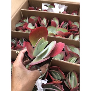 Sen Đá Cánh Bướm 8cm
