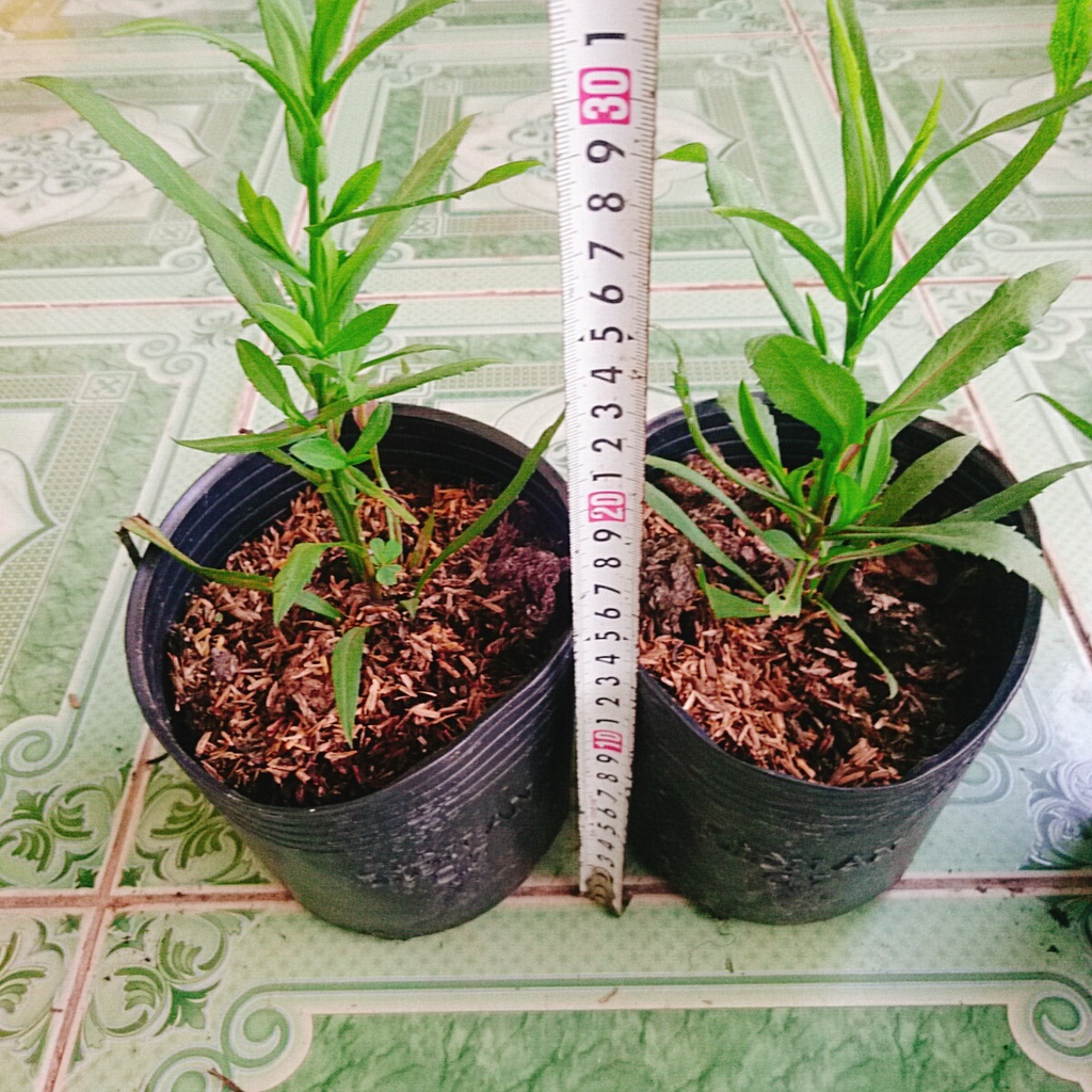 Cây Hoa Thạch Thảo  - cây cảnh để bàn