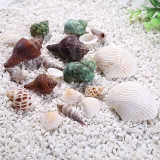 Vỏ ốc biển trang trí