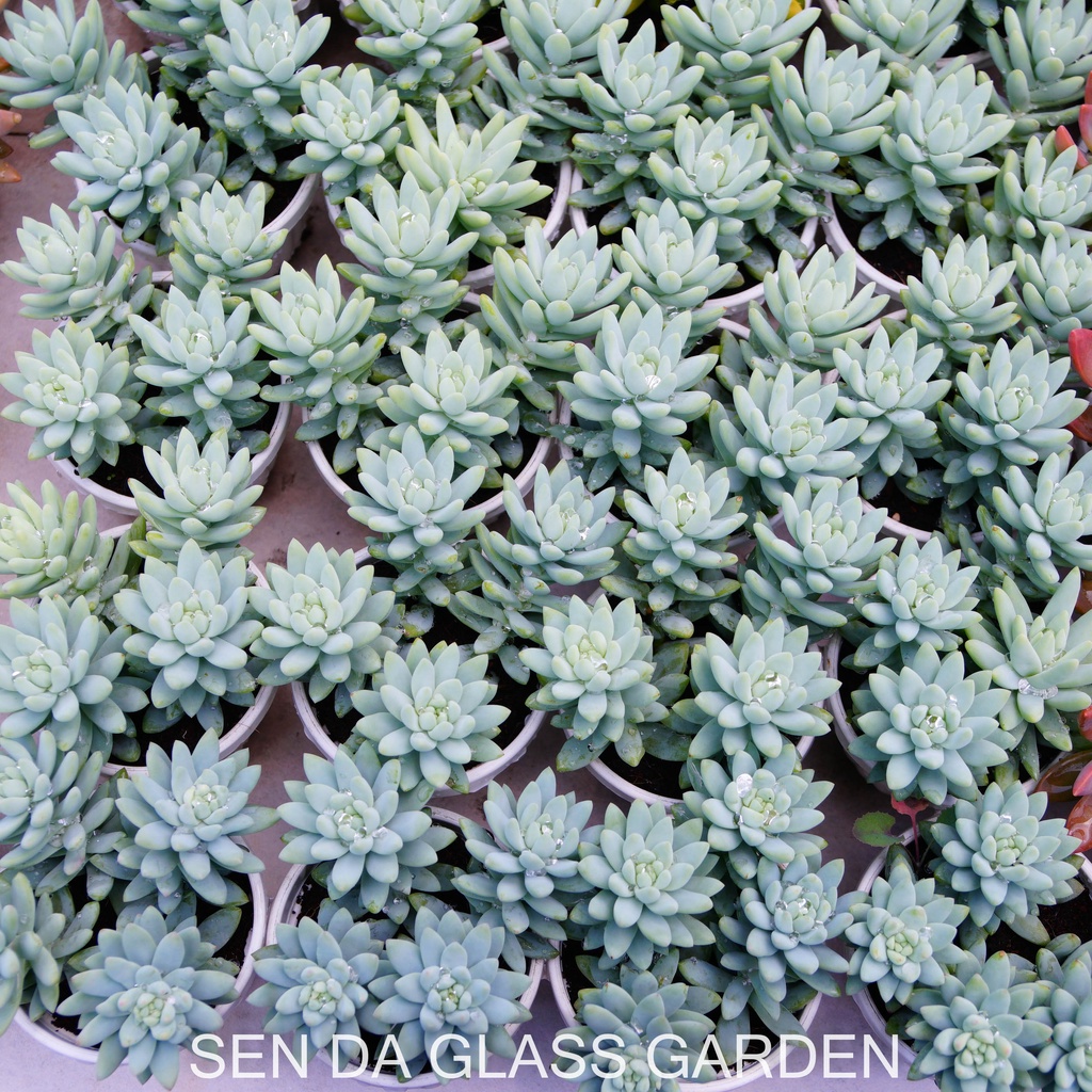 Sen đá Chuỗi ngọc lam chậu treo 8cm GLASS GARDEN giống hình, Sen đá đà lạt, Thuần khí hậu, Lỗi 1  đổi 1