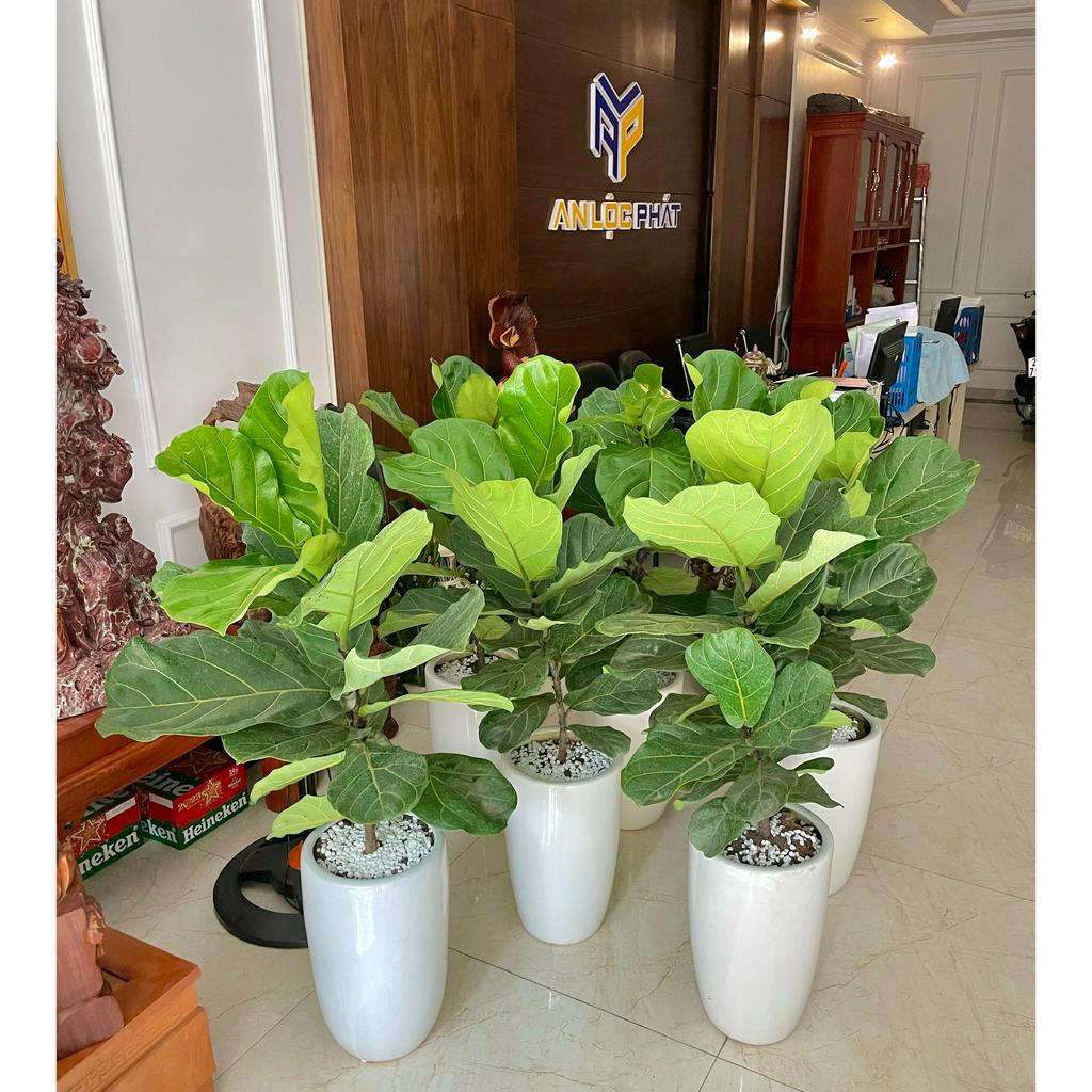 Cây bàng singapore cao 80cm @