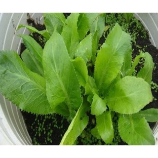 Hạt giống Mùi tàu Răng cưa - rau gia vị hàng ngày ☘