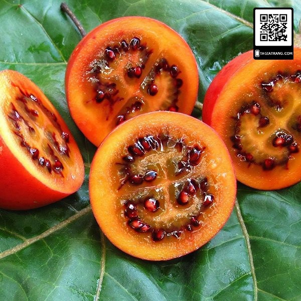 Hạt giống cà chua thân gỗ (cà chua Tamarillo) - Gói 4 hạt