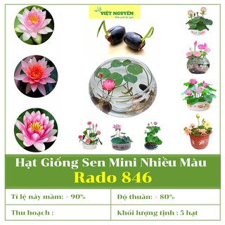 Hạt Giống Hoa Sen Mini Nhiêu Màu Rd 846 5 HẠT Dễ Trồng, Dễ Chăm Sóc, Hương Thơm Dịu Nhẹ, Đa Dạng Màu