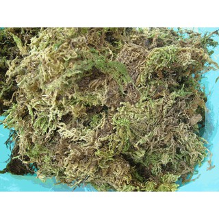 RÊU RỪNG TRỒNG LAN 500g