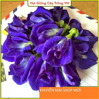 Hạt giống Hoa Đậu Biếc Kép Dễ Trồng, Hoa Nhiều (gói 20 Hạt) khuyến mại shop mới