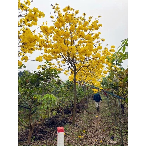 Cây phong linh vàng