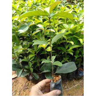Combo 6 cây mộc hương giống, mộc hương ta hoa vàng