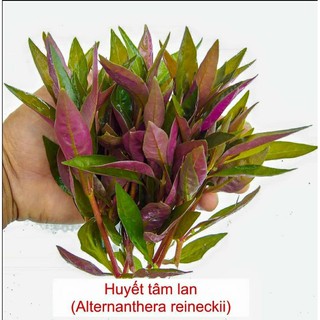 cây Huyết Tâm Lan mini