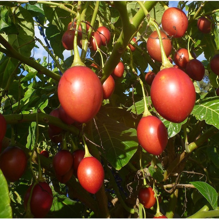 Hạt Giống Cà Chua Thân Gỗ