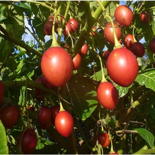 Hạt Giống Cà Chua Thân Gỗ