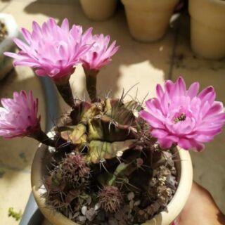 Xương rồng gấm kali (KM: 3 chậu tặng một chậu)