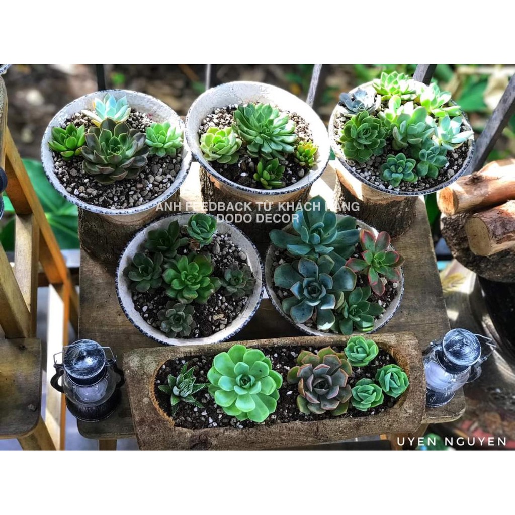 Chậu Khúc Gỗ Tự Nhiên Loại Ngang Dùng Để Trồng Cây, Decor Trang Trí Vintage - Trồng Sen Đá Tiểu Cảnh - Dài 30-40-50 cm