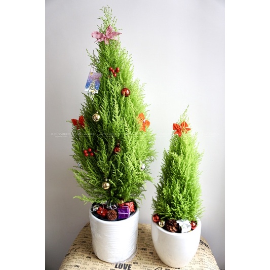Tùng Thơm (tùng chanh) trang trí Noel Giáng sinh đẹp