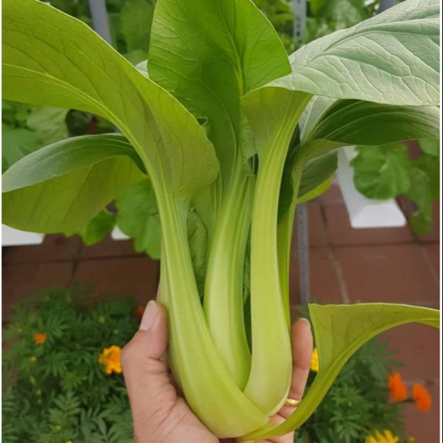 Hũ 1gr (~300 hạt) hạt giống cải nhíp cải thìa xanh GREEN PAK CHOI giống hữu cơ Jonny seed Mỹ