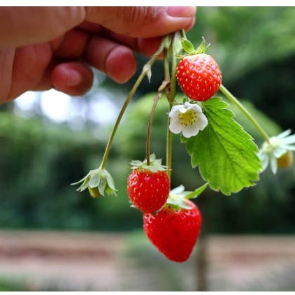 50 Hạt Giống Dâu Tây Mỹ Rugen Siêu Ngon