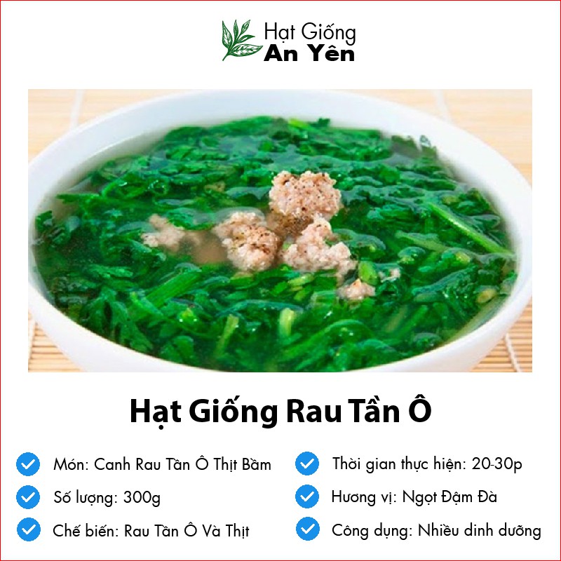 Hạt giống Rau Tần Ô rau Cải Cúc thu hoạch sớm, dễ trồng, nảy mầm cao, sinh trưởng khoẻ