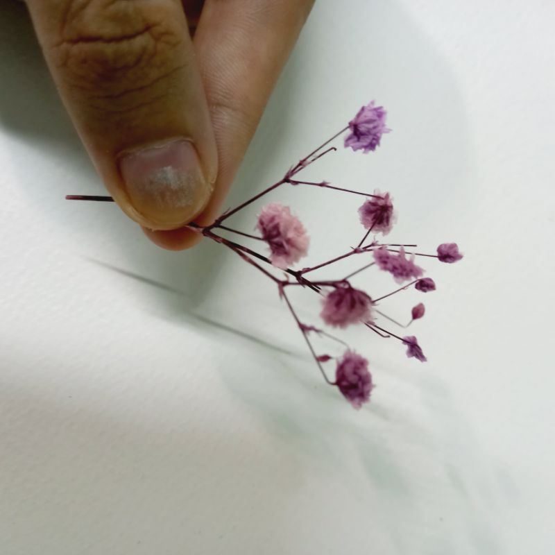 Đầu hoa baby sấy khô dùng trang trí thiệp, ly nước, bánh kem, resin, nến, xà phòng, handmade