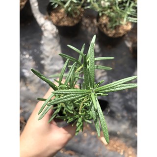 Combo 10 bầu giống cây Hương Thảo - Rosemary