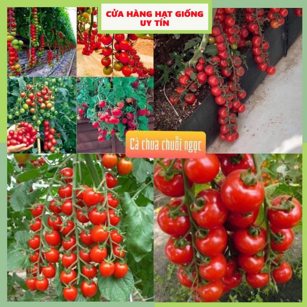 Gói 150 hạt giống cà chua chuỗi ngọc lai F1 Loại Siêu Dễ Trồng & Dễ Thu Hoạch kháng bệnh tốt Cửa Hàng Hạt Giống Uy Tín