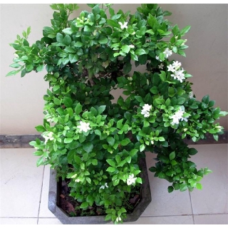 BẦU CÂY NGUYỆT QUẾ GIỐNG SIZE TO SIÊU ĐẸP, HOA SIÊU THƠM