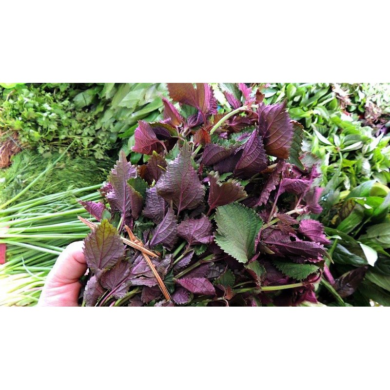 Hạt giống tía tô F1 loại dễ trồng kháng sâu bệnh năng suất cao [ gói 50gram,100gram,200gram ]