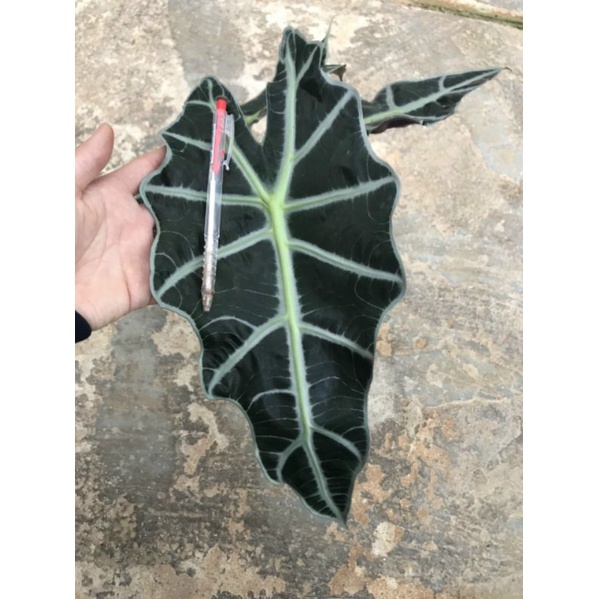 Cây môn quan âm Alocasia Amazonica- size lớn, size lá trên 30cm. Cây đẹp, khoẻ mạnh