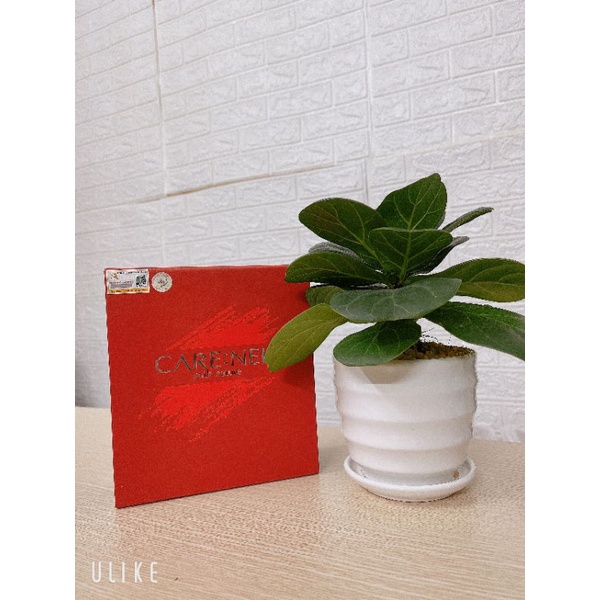 Kem Chống Nắng Cara:nel No Sebum Perfect UV Shield SPf50 Pa+++