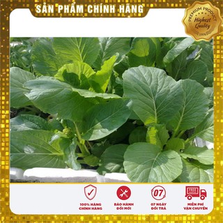 Hạt giống Cải Ngồng Mập 20gram [Bán Sỉ]