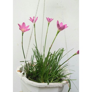 Cây lan Huệ hồng (lá hẹ)
