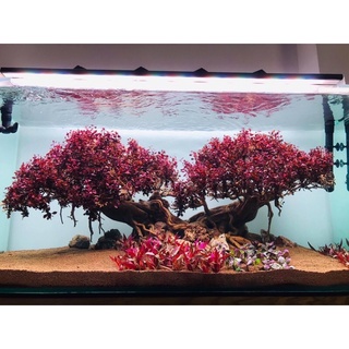 Lũa Bonsai Trang Trí Bể Thuỷ Sinh, Cá Cảnh