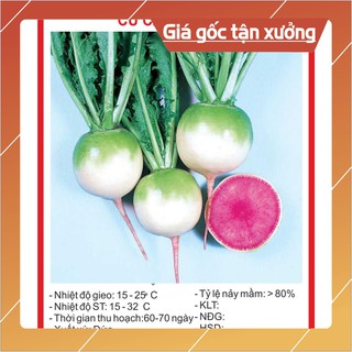 Hạt giống củ cải ruột đỏ 10 hạt hạt giống